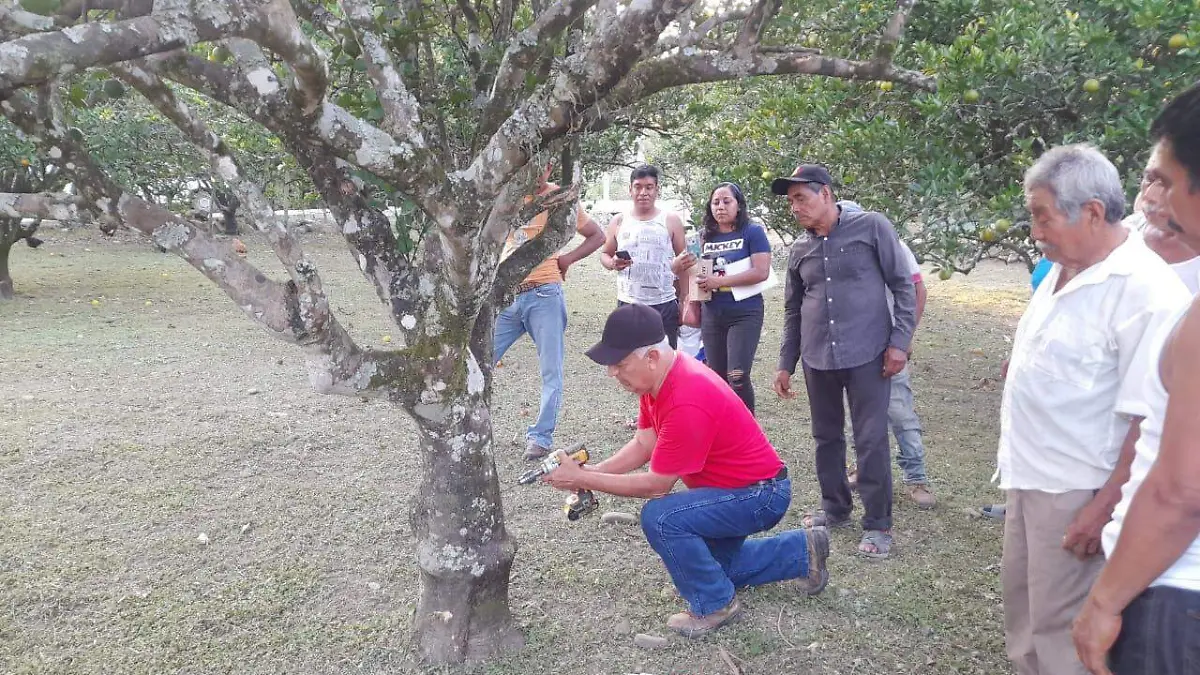 NARANJA HUASTECA1